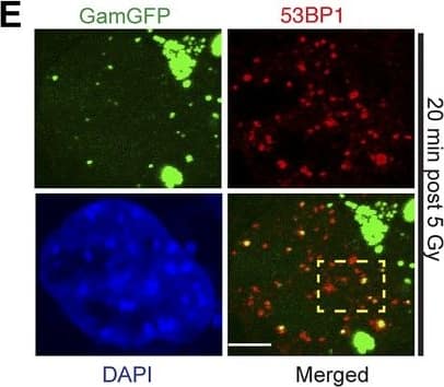 53BP1 Antibody - BSA Free