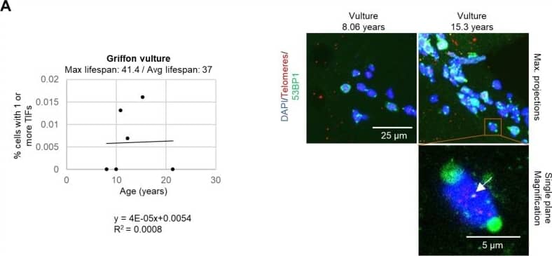 53BP1 Antibody - BSA Free