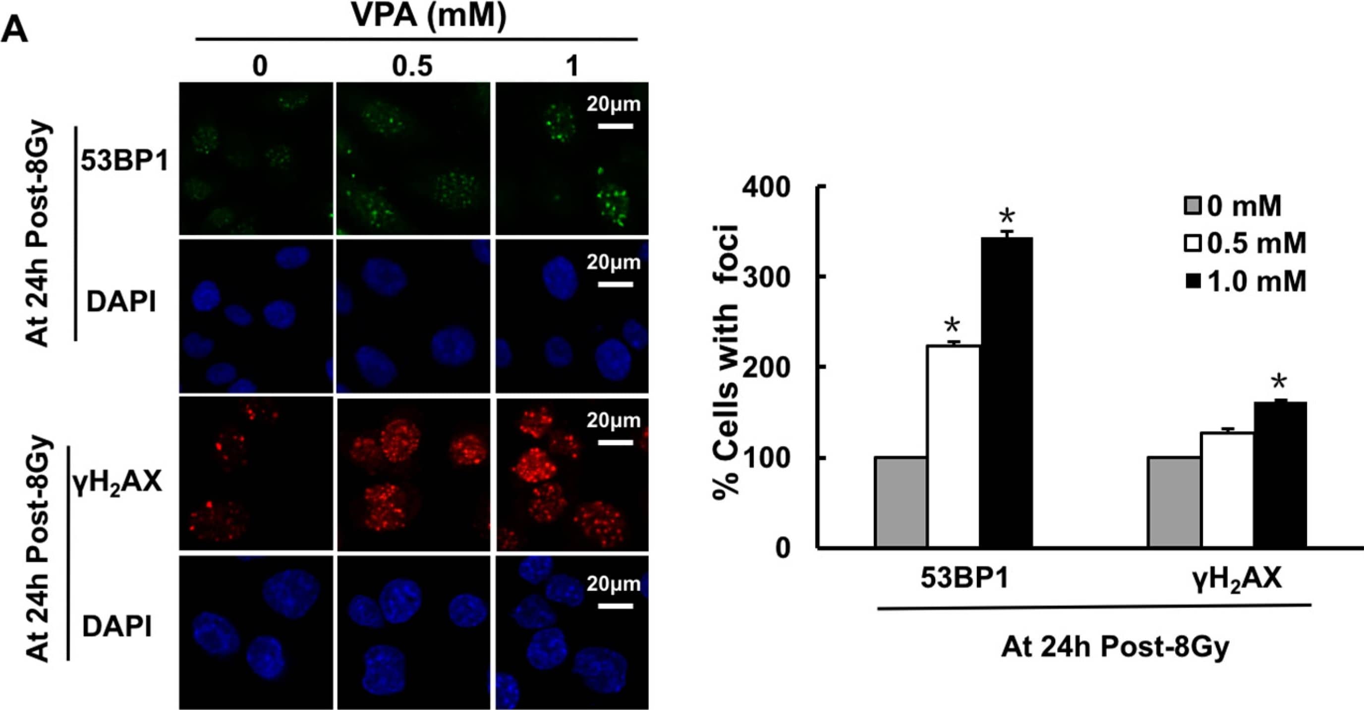 53BP1 Antibody - BSA Free