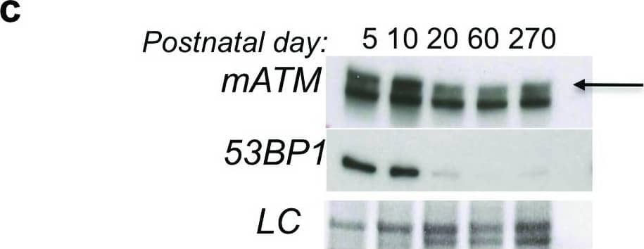 53BP1 Antibody - BSA Free