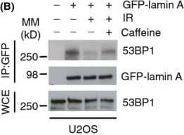 53BP1 Antibody - BSA Free