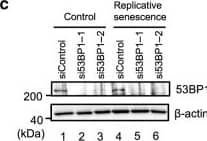 53BP1 Antibody - BSA Free