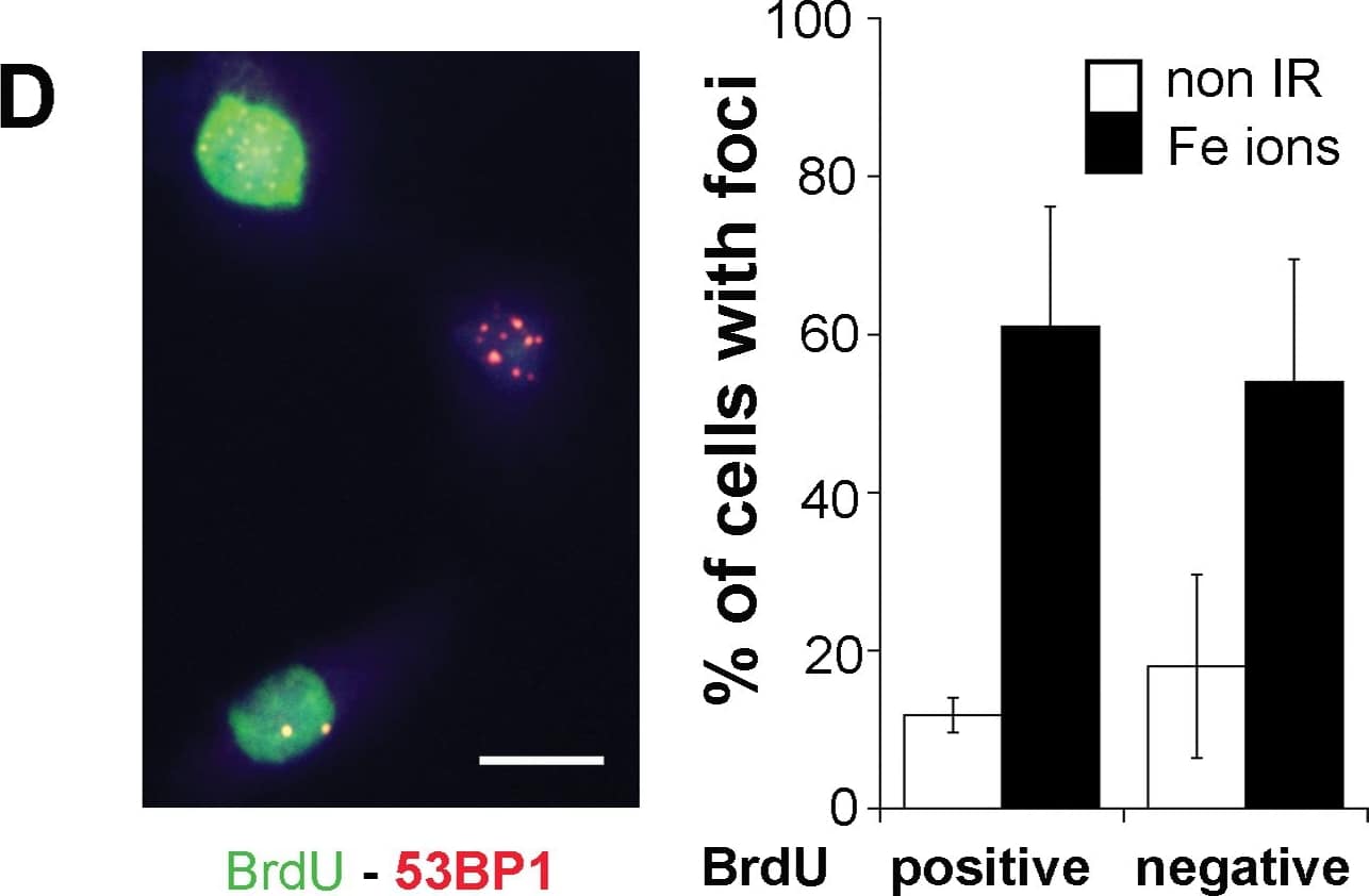53BP1 Antibody - BSA Free