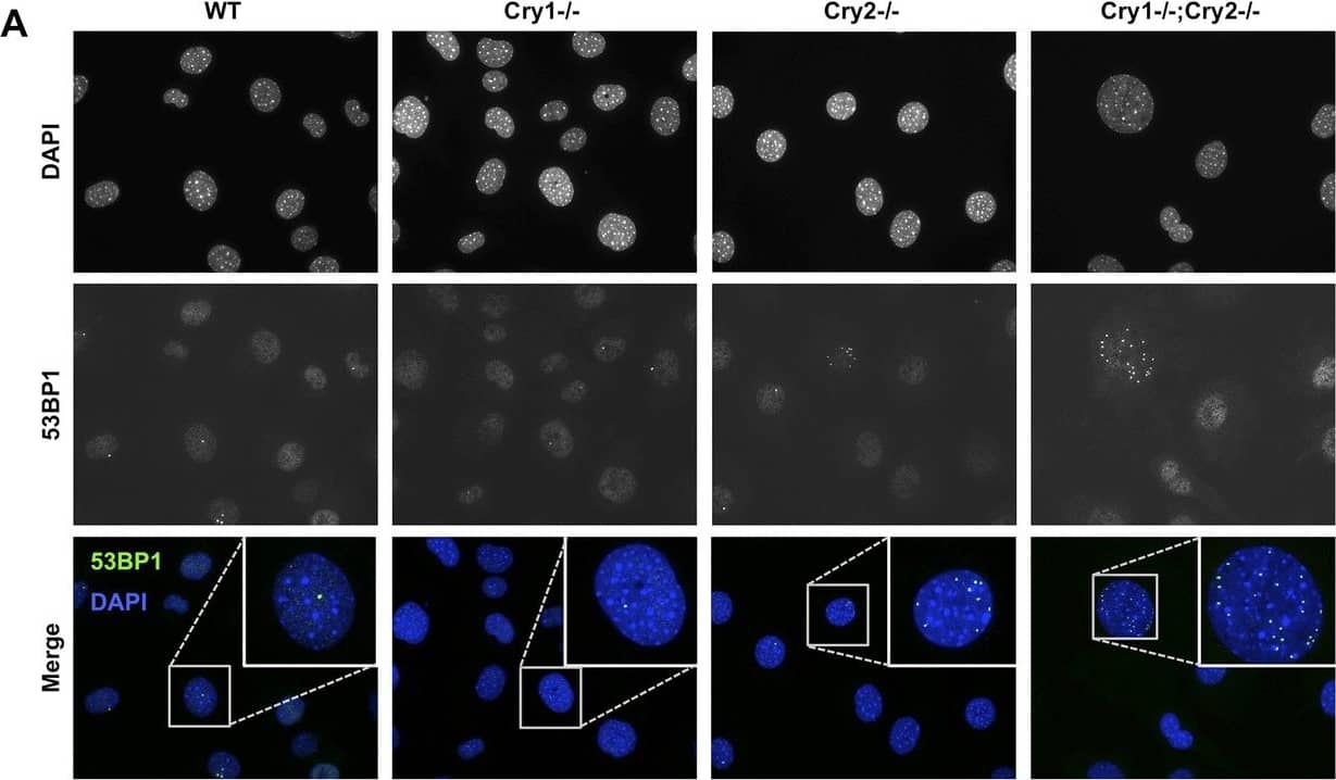53BP1 Antibody - BSA Free