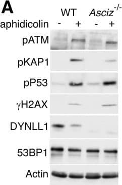 53BP1 Antibody - BSA Free