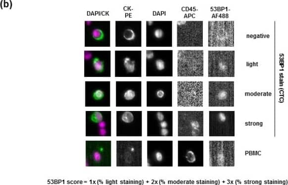 53BP1 Antibody - BSA Free