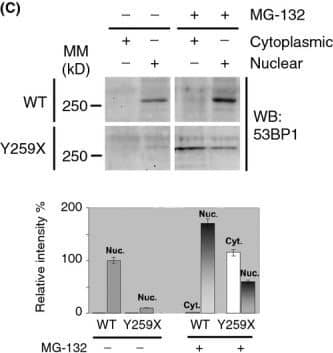 53BP1 Antibody - BSA Free