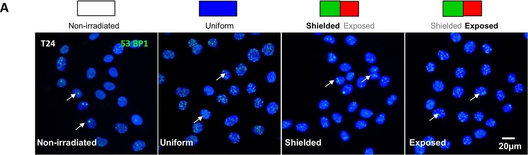 53BP1 Antibody - BSA Free