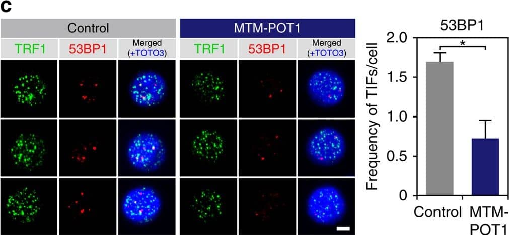 53BP1 Antibody - BSA Free