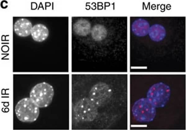 53BP1 Antibody - BSA Free