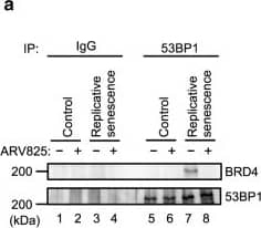 53BP1 Antibody - BSA Free