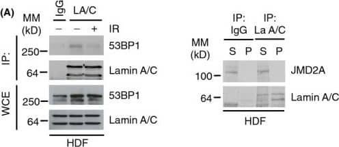 53BP1 Antibody - BSA Free