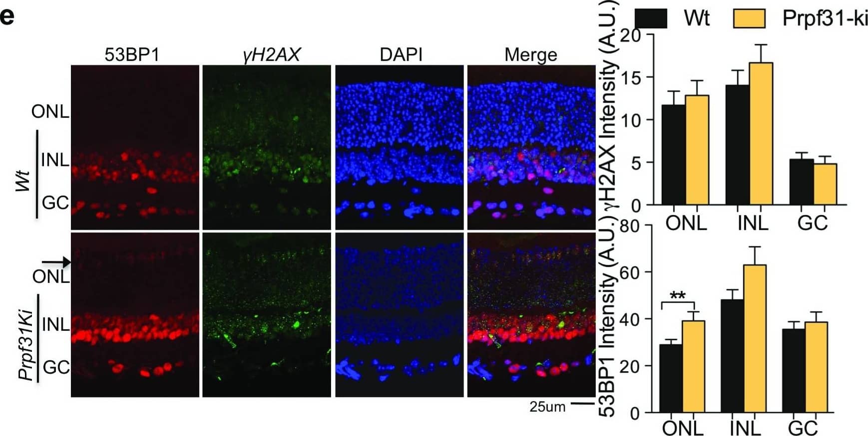 53BP1 Antibody - BSA Free