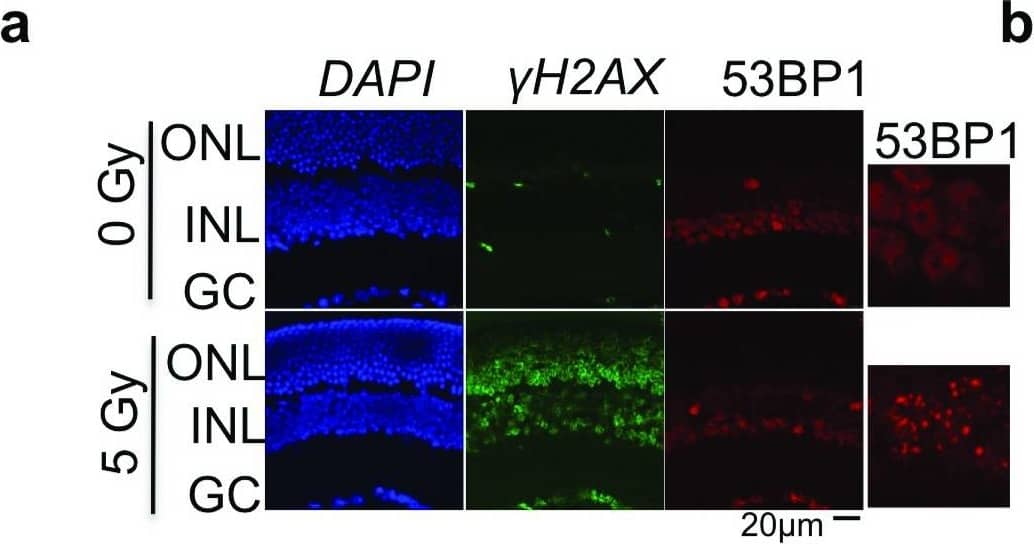 53BP1 Antibody - BSA Free
