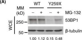 53BP1 Antibody - BSA Free