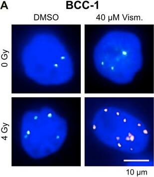 【特別送料無料！】 Antibody 53BP1 - Bio of Part Novus, by (NB100-304) Free BSA Others