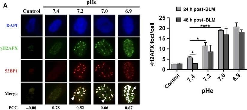 53BP1 Antibody - BSA Free
