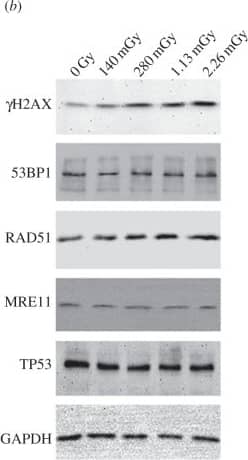 53BP1 Antibody - BSA Free