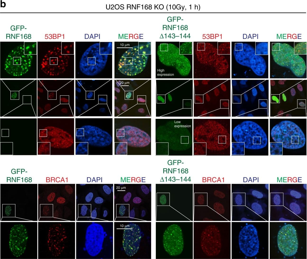 53BP1 Antibody - BSA Free
