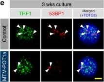 53BP1 Antibody - BSA Free