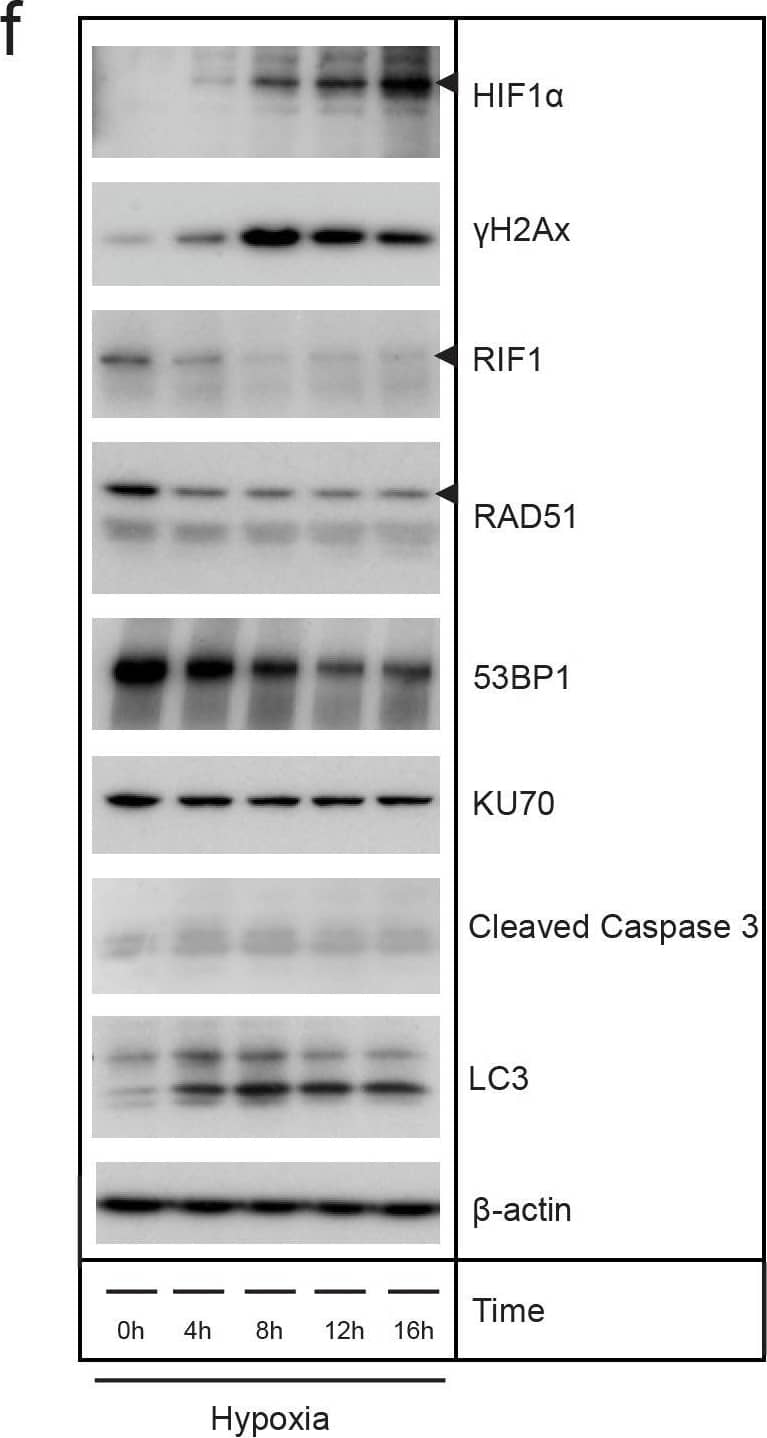 53BP1 Antibody - BSA Free