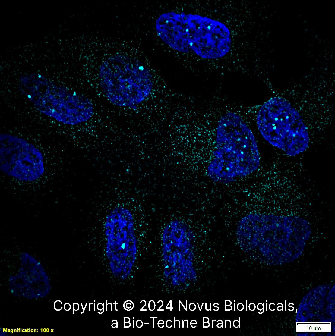 53BP1 Antibody [Alexa Fluor® 647]