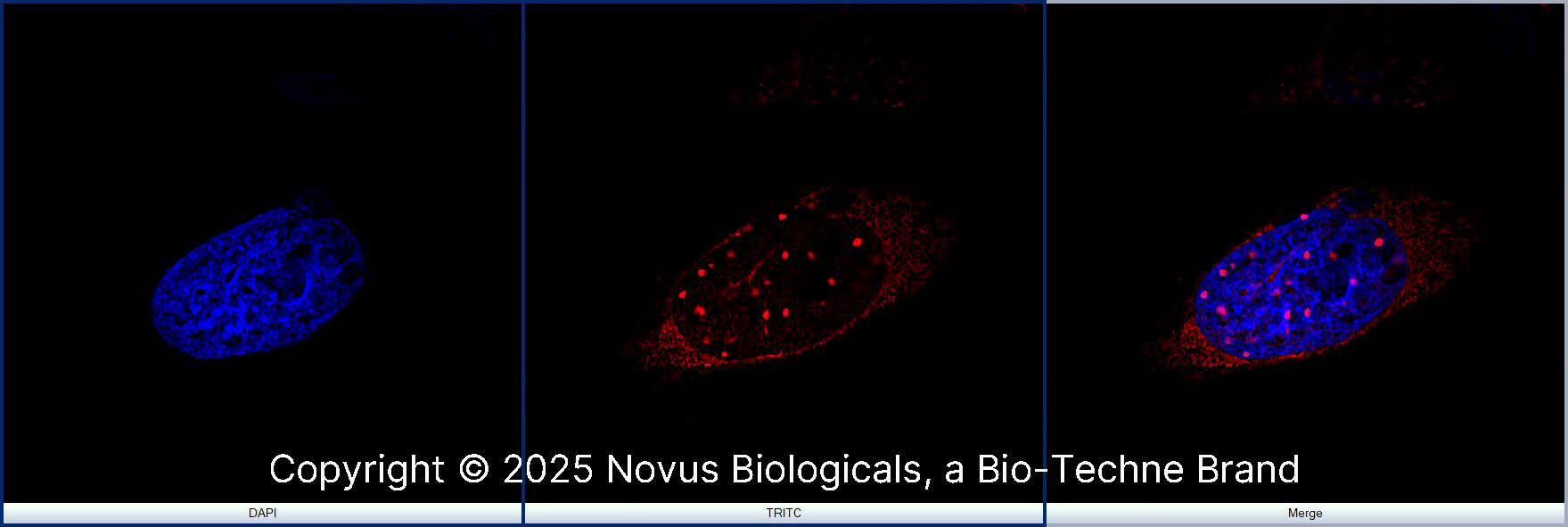 53BP1 Antibody [DyLight 550]