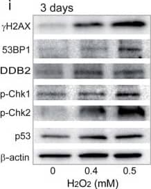 53BP1 Antibody - BSA Free