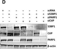 53BP1 Antibody - BSA Free