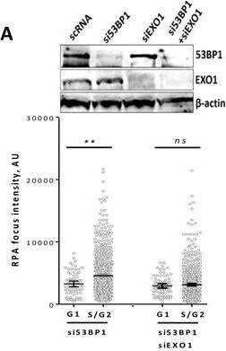 53BP1 Antibody - BSA Free