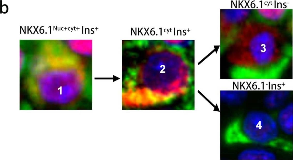 NKX6.1 Antibody - BSA Free