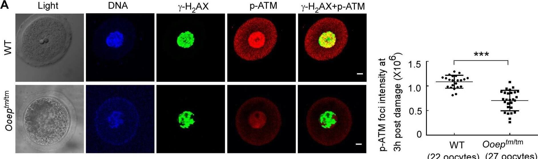 ATM [p Ser1981] Antibody (10H11.E12) - BSA Free