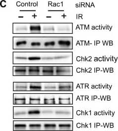 ATM Antibody (2C1)