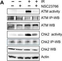 ATM Antibody (2C1)