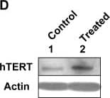 TERT Antibody (2C4)