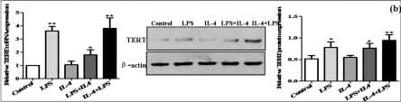 TERT Antibody (2C4)