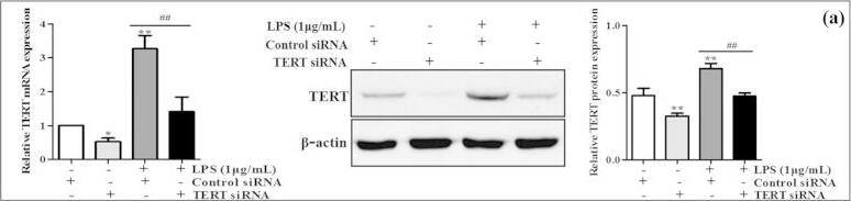 TERT Antibody (2C4)
