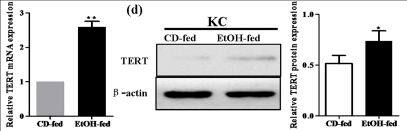 TERT Antibody (2C4)