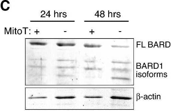 BARD1 Antibody - BSA Free