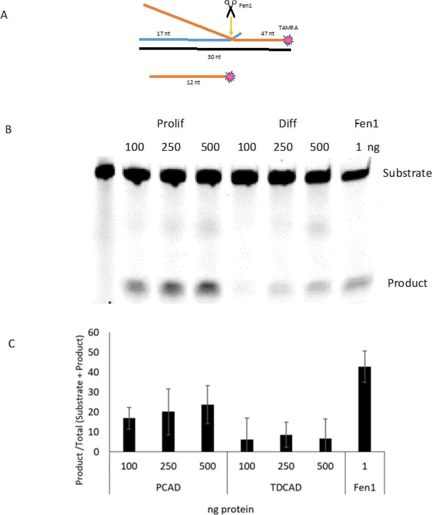 FEN-1 Antibody - BSA Free