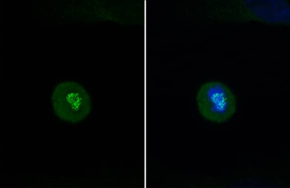 NDC80 Antibody (9G3.23)