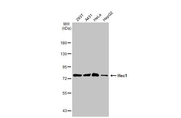 NDC80 Antibody (9G3.23) - Azide and BSA Free