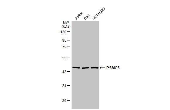 SUG1 Antibody (25D5) - Azide and BSA Free