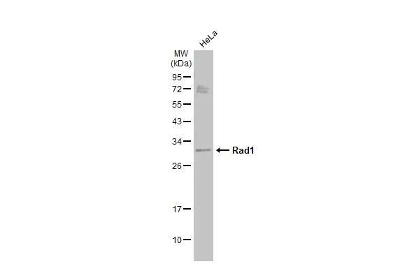 Rad1 Antibody (4126)