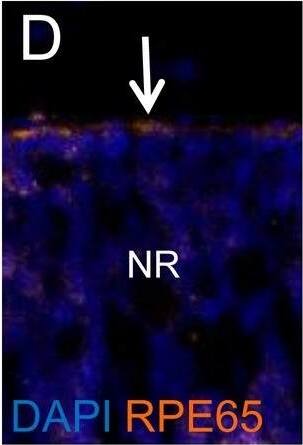 RPE65 Antibody (401.8B11.3D9) - BSA Free