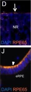 RPE65 Antibody (401.8B11.3D9) - BSA Free