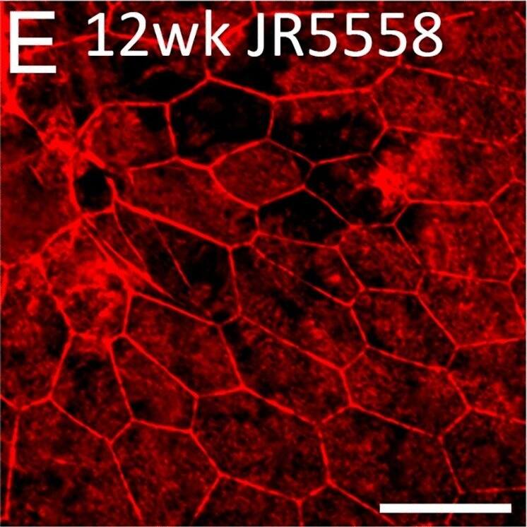RPE65 Antibody (401.8B11.3D9) - BSA Free