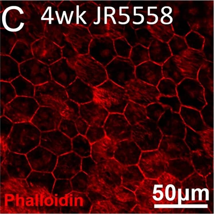 RPE65 Antibody (401.8B11.3D9) - BSA Free