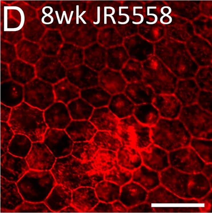 RPE65 Antibody (401.8B11.3D9) - BSA Free