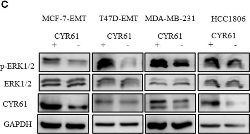 Cyr61/CCN1 Antibody [DyLight 550]